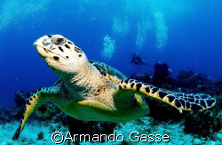 Turtle with divers in Cancun by Armando Gasse 